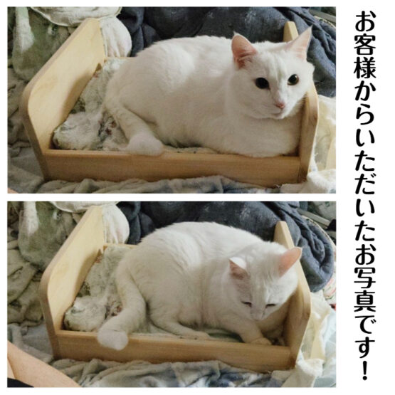 手作り木製　ペット用ベッド - 画像 (4)